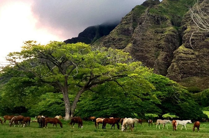 Kualoa Ranch - Horseback Walking Tour - Guides bring the ranch to life: movie lore and local culture on the route