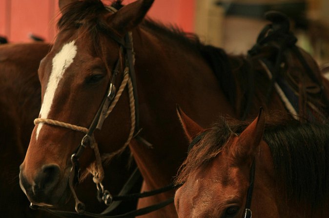 Kualoa Ranch - Horseback Walking Tour - Price and value: is $173.74 per person fair?
