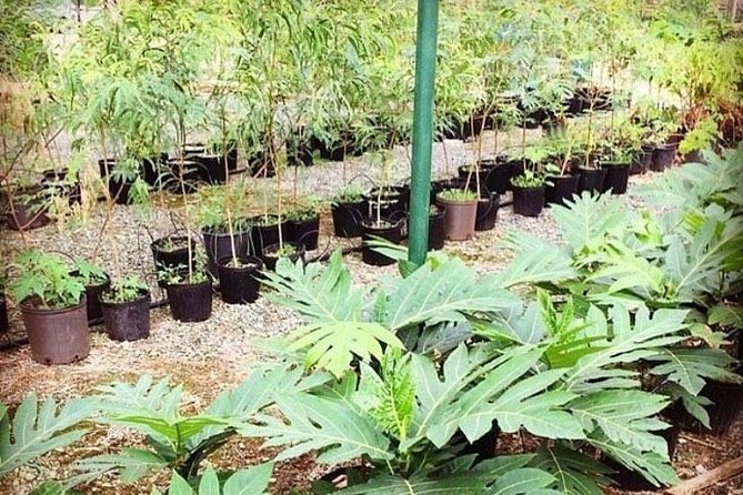 Kualoa Ranch - Kualoa Grown Tour - Historic Farming, Culture, and What the Ranch Teaches
