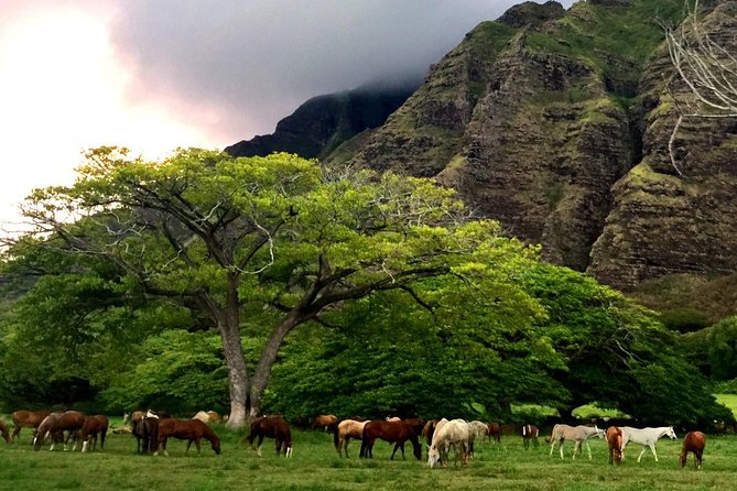 Kualoa Ranch: Novice E-Bike - Guides are not just drivers, they set the whole vibe