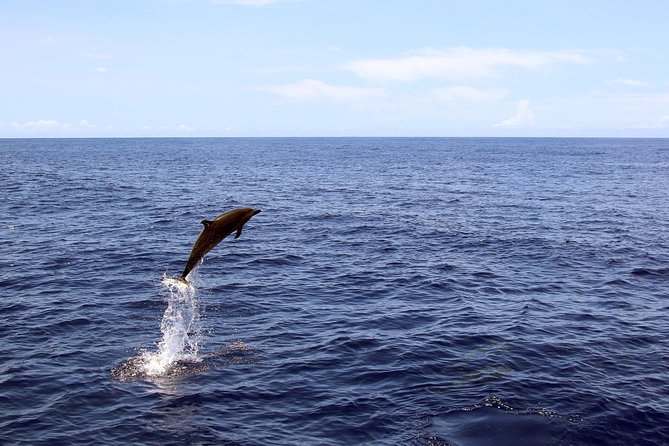 Luxury Snorkel Cruise, Local Buffet with Whale & Dolphin Watch - Lunch and Drinks: Hawaiian Buffet, Alcohol Options, and Dietary Reality