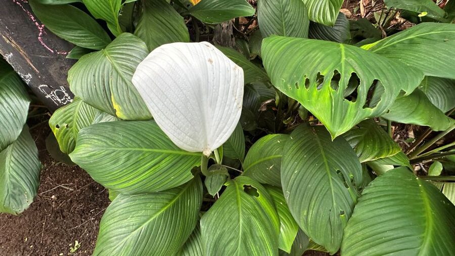 Manoa Falls eBike to Hike - Food, snacks, and the short cafe stop on the way back