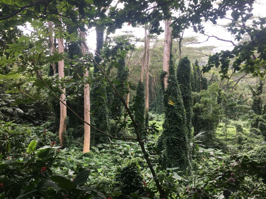 Manoa Falls eBike to Hike - The Waikiki bike time before the hike is your warm-up and orientation
