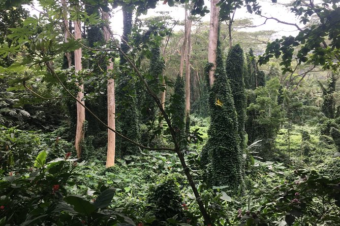 Manoa Falls-Electric Bike to Hike Experience Local meal included - University of Hawaii at Manoa: architecture and photo stops without rushing