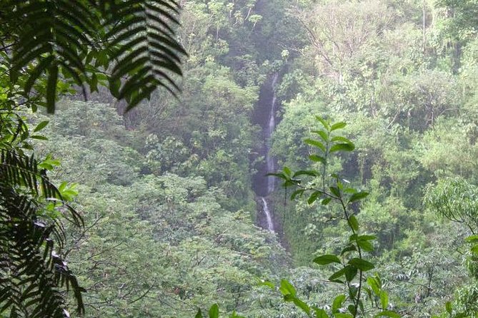 Manoa Falls Rainforest & Self-Guided Hike - Key Points You’ll Want to Know Before You Go