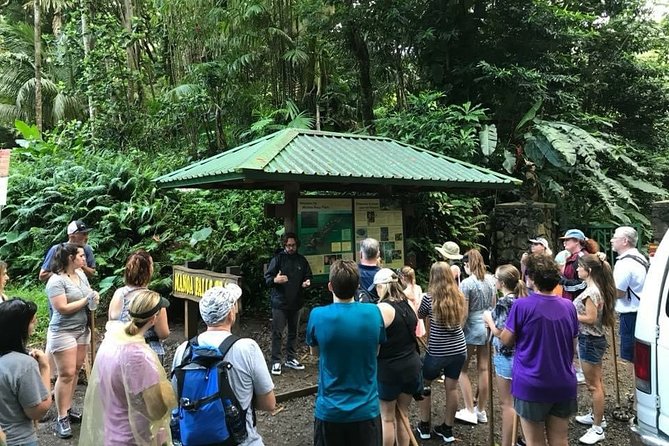 Manoa Falls Rainforest & Self-Guided Hike - Waikiki Shuttle to Manoa Falls, Without the Headache