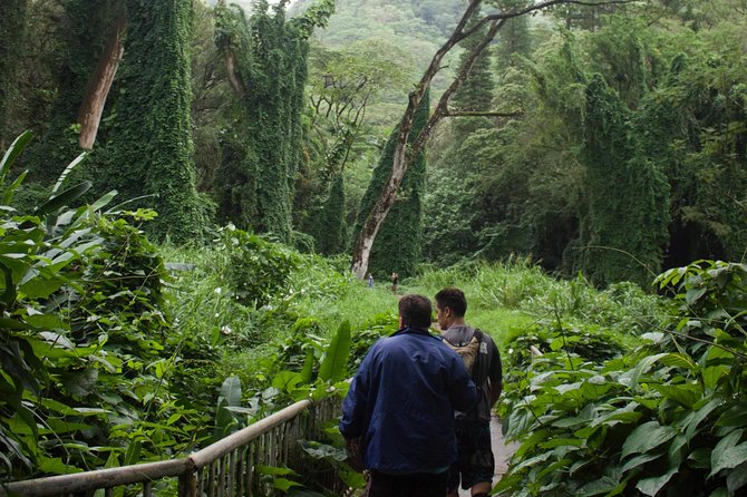 Manoa Falls Rainforest & Self-Guided Hike - What’s Included: Water, Bug Spray, Walking Stick, and Park Fees