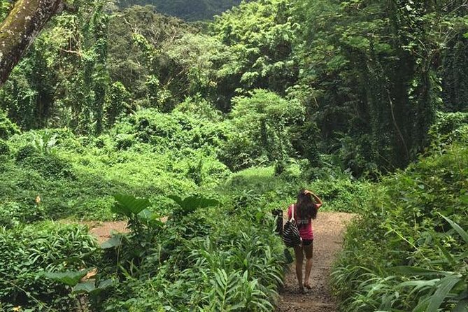 Manoa Falls Rainforest & Self-Guided Hike - The Ride With the Driver: Local Notes That Add Color