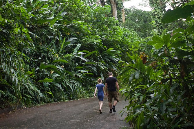 Manoa Falls Rainforest & Self-Guided Hike - Price and Value: What $52.99 Buys You (and What It Doesn’t)