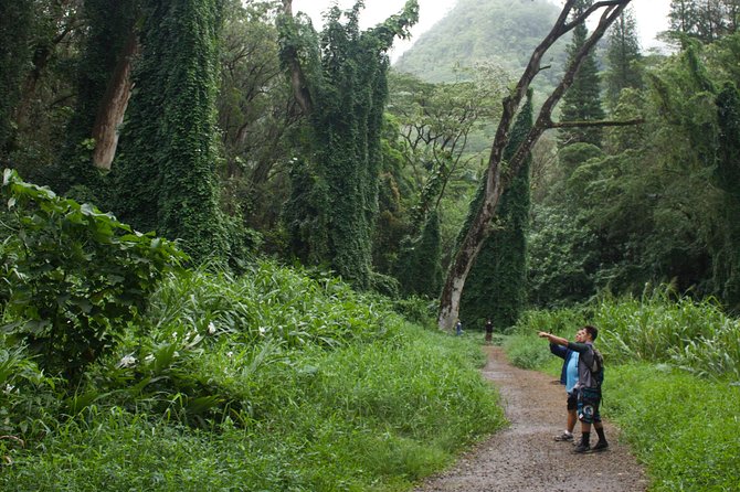 Manoa Falls Rainforest & Self-Guided Hike - Timing That Works: A 3.5-Hour Half-Day Plan
