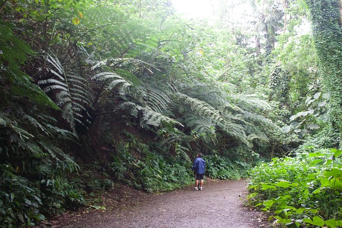Manoa Falls Rainforest & Self-Guided Hike - Who Should Book This Hike, and Who Might Want to Skip It