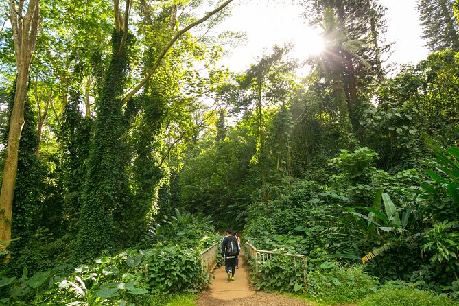Manoa Waterfall Hike with Waikiki Pickup & Healthy Lunch - From Waikiki to the rainforest, without the logistics tax