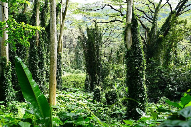 Manoa Waterfall Hike with Waikiki Pickup & Healthy Lunch - What to pack so the trail feels fun, not stressful
