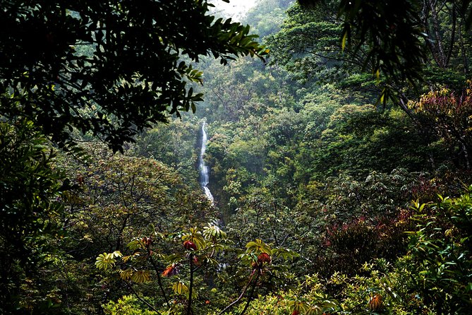 Manoa Waterfall Hike with Waikiki Pickup & Healthy Lunch - Group size and comfort: a small tour beats a crowded scramble