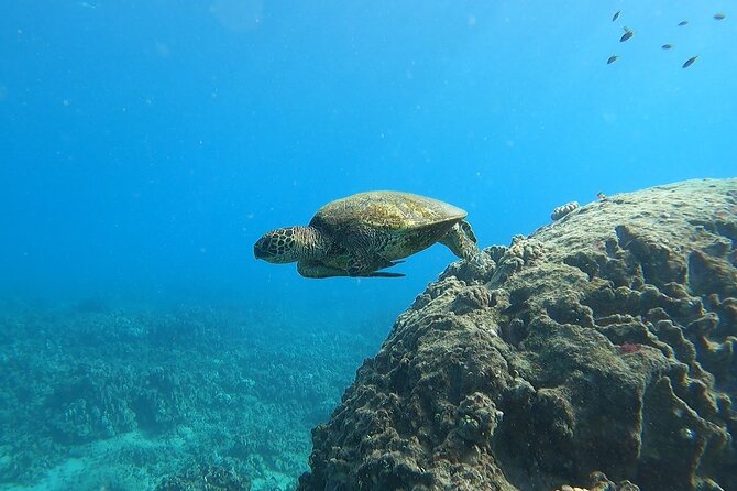 Marine Ecology Snorkel from Electric Beach Oahu with Photos - Where this tour fits in Oahu, and why the setting matters