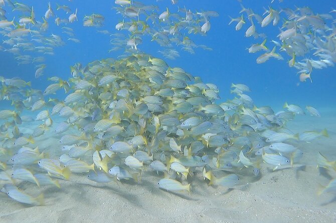 Marine Ecology Snorkel from Electric Beach Oahu with Photos - Getting in sync fast: briefing, safety, and expectations