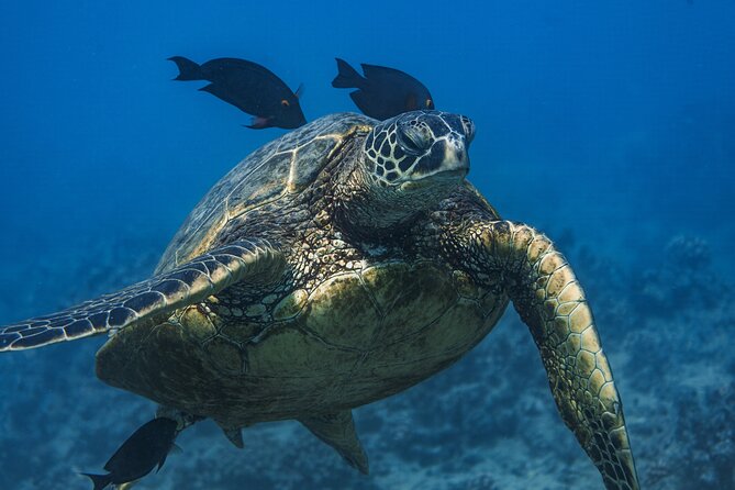 Moana’s Waikīkī Grand Guided Turtle Snorkel & Sailing Adventure - From Kewalo Basin Harbor to Turtle Canyon, what the day actually feels like