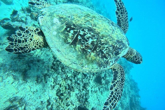 Moana’s Waikīkī Grand Guided Turtle Snorkel & Sailing Adventure - Price and scheduling value, including the most useful decision points