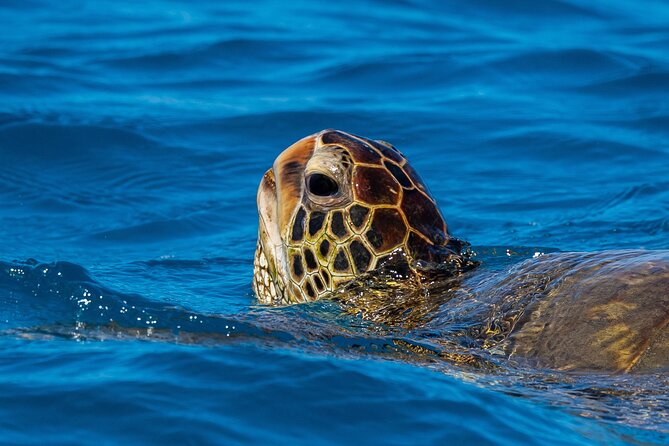 Moana’s Waikīkī Grand Guided Turtle Snorkel & Sailing Adventure - Should you book this turtle snorkel and sailing adventure?