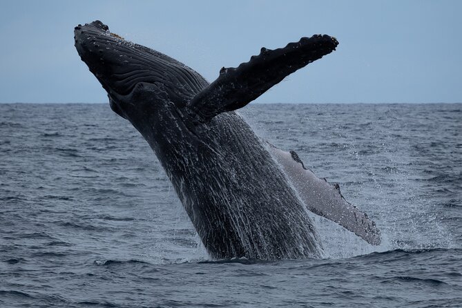 Moana’s Waikīkī Whale Watching Exploration - Key highlights before you go