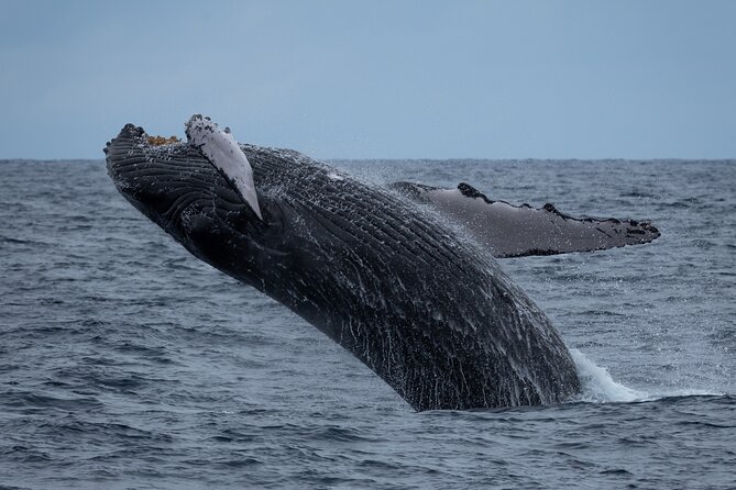 Moana’s Waikīkī Whale Watching Exploration - Price and value for a $154.99 catamaran cruise