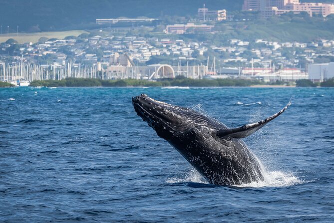 Moana’s Waikīkī Whale Watching Exploration - Marine life you might see besides whales