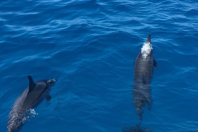 Moana’s Waikīkī Whale Watching Exploration - What to pack for a smoother morning
