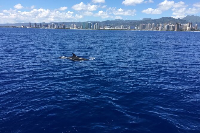 Moana’s Waikīkī Whale Watching Exploration - Who this catamaran whale watch is best for