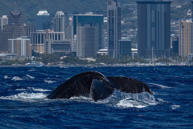 Moana’s Waikīkī Whale Watching Exploration - 2 hours 30 minutes of route time, with Diamond Head in your line of sight