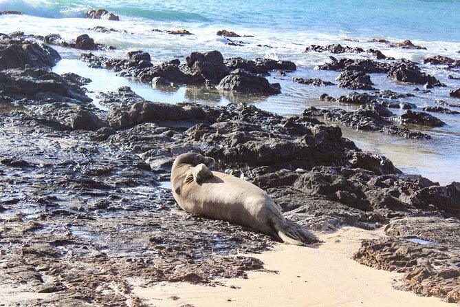 Mokulua Islands Self-Guided Kayak Adventure - Green Sea Turtle Habitat Plus Reef Protection