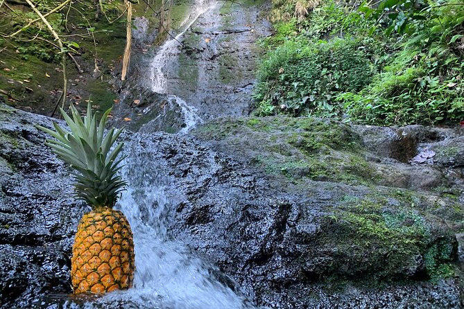 Nature Hike to Waterfall - Likeke Falls hike: easy-moderate, unpaved, and packed with rainforest details