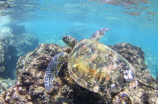 North Shore Stand-Up Paddleboard Lesson - Who should book this SUP lesson, and who should think twice