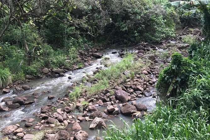 North Shore / Waimea, Falls Day & Swim with Turtles - Sea turtles: the fun part, plus the rules that keep it safe