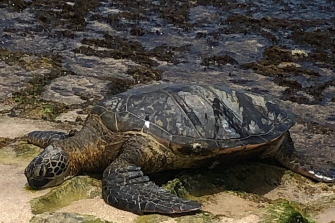 North Shore / Waimea, Falls Day & Swim with Turtles - Shrimp lunch at Jenny’s shrimp truck, and how to plan around it