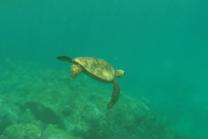 Northshore ocean adventure and circle islandJeep Tour- Guaranteed to see turtles - Stop-by-stop: the Circle Island route from Waimea Valley to Haleiwa