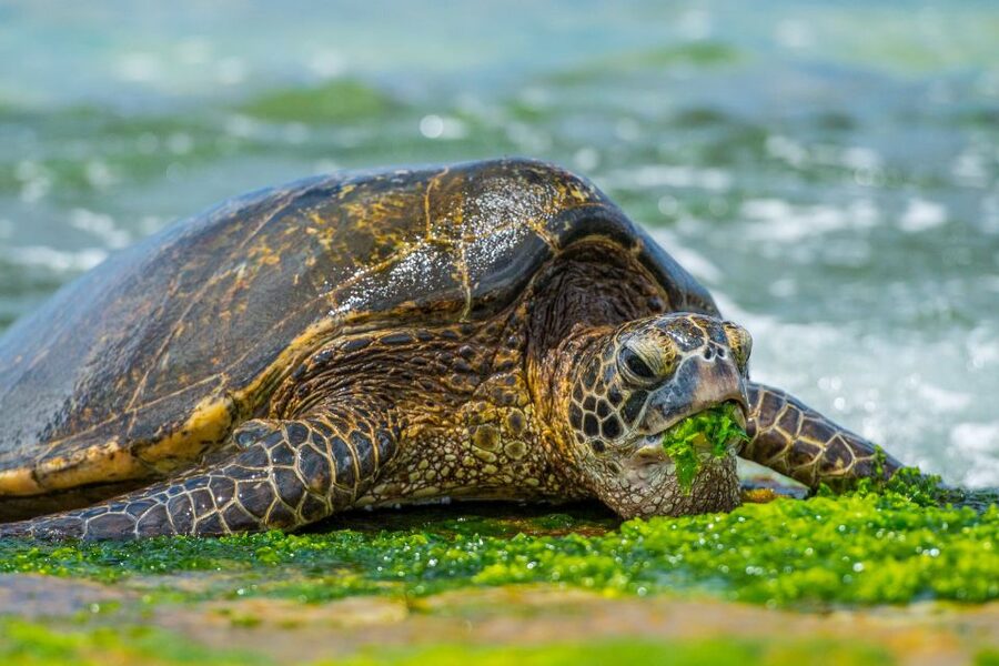Oahu: 10-Hour Sunrise & Island Tour — Perfect First Day - Banzai Pipeline and the North Shore lunch break you actually need
