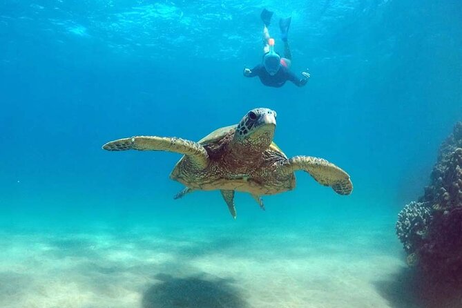Oahu 5-in-1 Deluxe Cruise: Turtle Snorkeling & Ocean Activities - Snorkeling for Green Sea Turtles, Plus How to Handle Murky Water