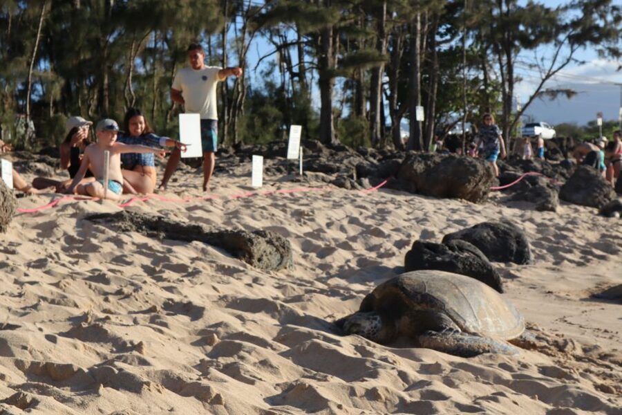 Oahu: Active Circle Island Tour - Your day on Oahu: an active loop with real stops