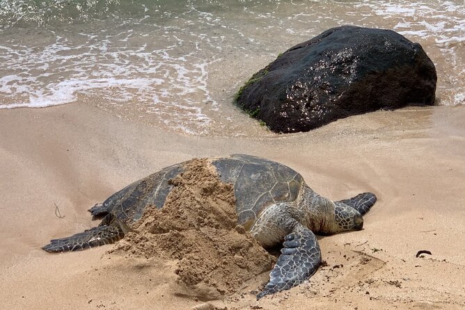 Oahu Allstar Circle Island Tour: Dole, Turtles, Blowhole, Fun - Price and value: what $98.58 really buys you