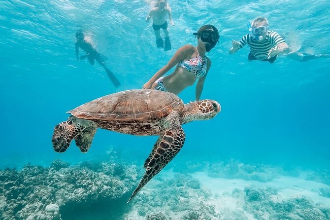 Oahu Allstar Circle Island Tour: Dole, Turtles, Blowhole, Fun - Turtle Beach (90 minutes): the stop you plan around