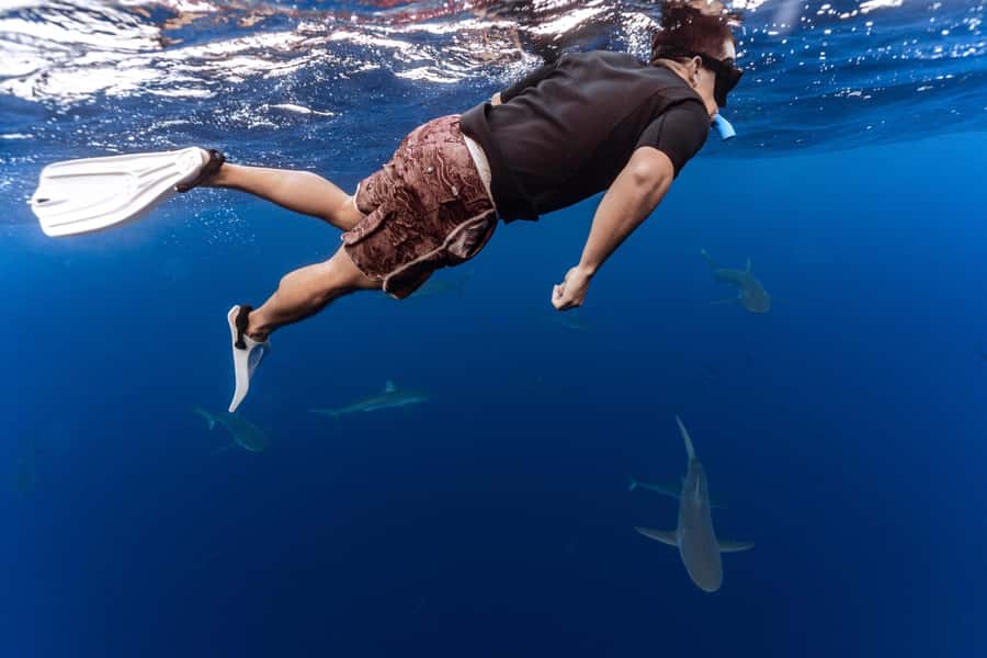 Oahu: Cageless Shark Dive Adventure - Cageless Shark Snorkeling Off Oahu’s North Shore