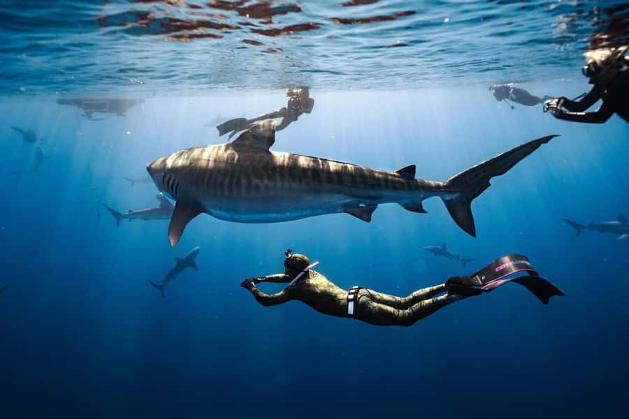 Oahu: Cageless Shark Dive Adventure - From Haleiwa Rd to the Water in About Two Hours