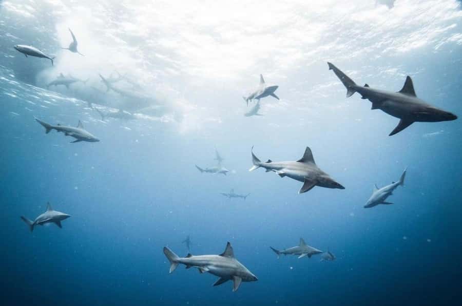 Oahu: Cageless Shark Dive Adventure - Gear and Comfort: What’s Provided, What You Bring
