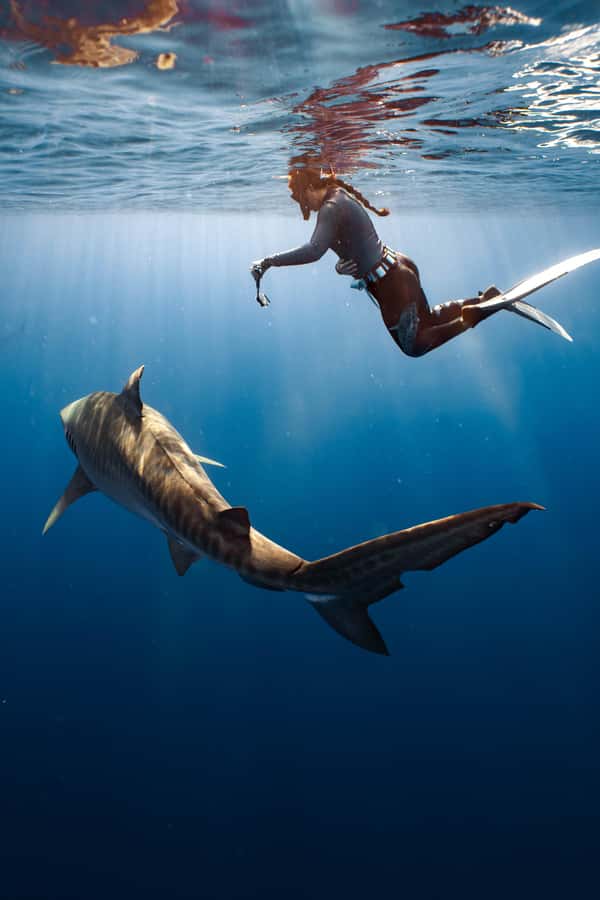Oahu: Cageless Shark Dive Adventure - Who This Experience Fits Best (and Who Should Skip)