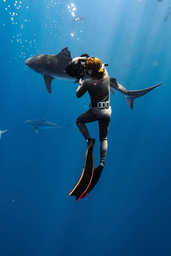 Oahu: Cageless Shark Dive Adventure - Should You Book This Cageless Shark Experience?
