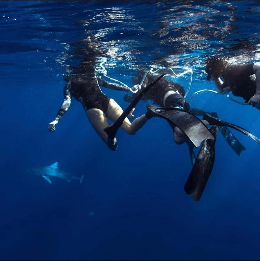 Oahu: Cageless Shark Dive Adventure - The Safety System, and the Crew You’re Counting On