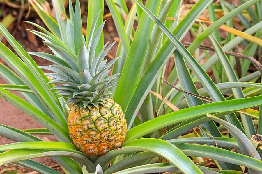 Oahu: Circle Island Top Sights Full-Day Tour w/ Local Guide - Dole Plantation timing and how to get your money’s worth