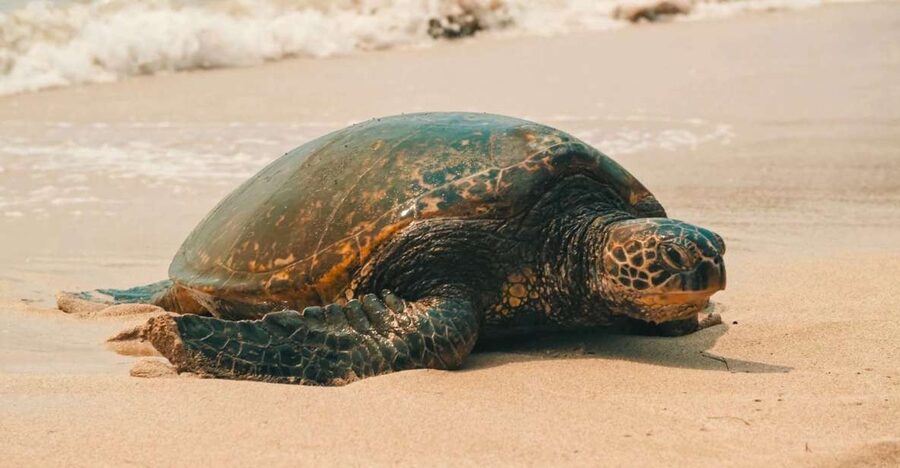 Oahu Circle Island Tour - Best Spots & Beaches - Waikiki to Diamond Head: Coastal Views Without the Headache