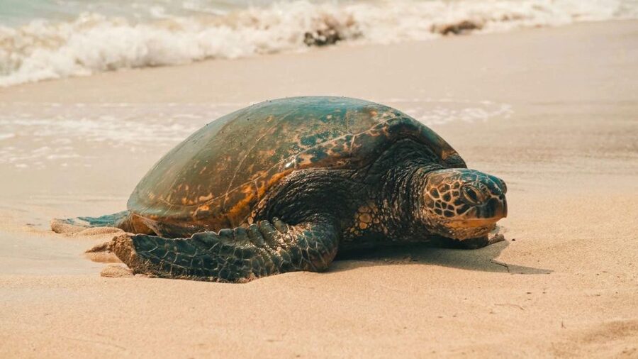 Oahu Circle Island Tour - Best Spots & Beaches - Pickup in Waikiki, Then the Island Starts Moving