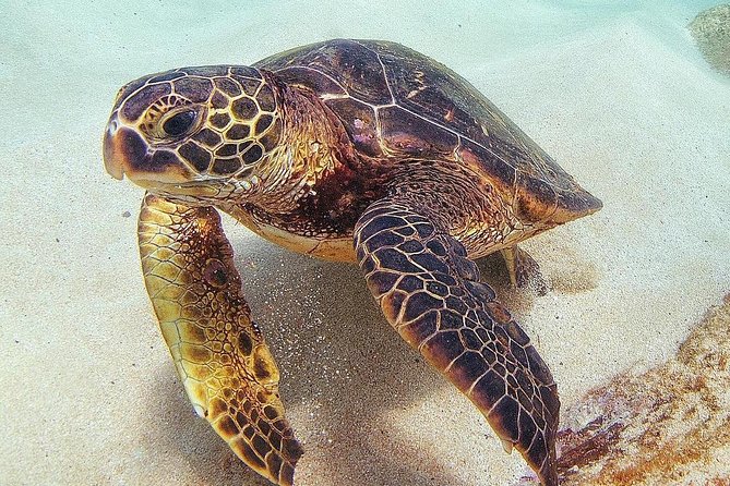 Oahu Circle Island Tour with Turtle Snorkeling— Small-Groups - Macadamia nut farm and coffee tastes: the quick hands-on cultural moment